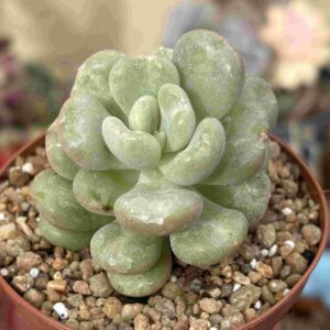 Echeveria Bill Gates