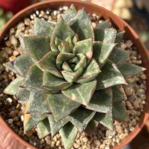 Echeveria Monocerotis Variegada