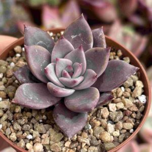 Echeveria Rail Ho Yeon