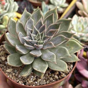 Echeveria Mensa