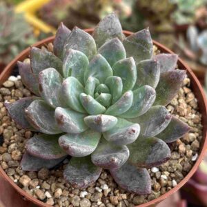 Echeveria Laui x Echeveria Affinis Black Knight