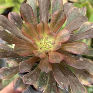 Aeonium Zwartkin Chocolate