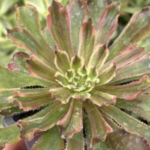 Aeonium Poison