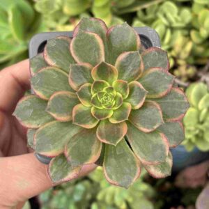 Aeonium Halloween Red