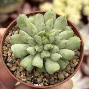 Echeveria Irish Mint (talla S)