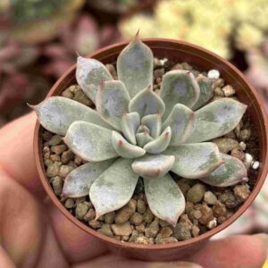Echeveria Texensis (talla S)