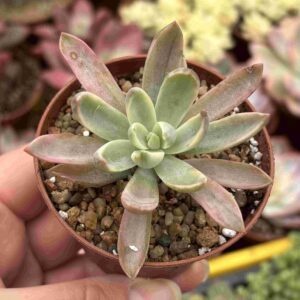 Echeveria Water Lilly Variegada (talla S)