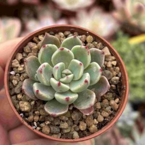 Echeveria Sitifukumiama (talla S)