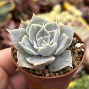 Echeveria Simulans Ascension (talla S)