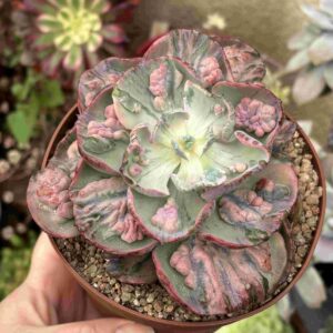 Echeveria Beyonce Variegada (carunculada)