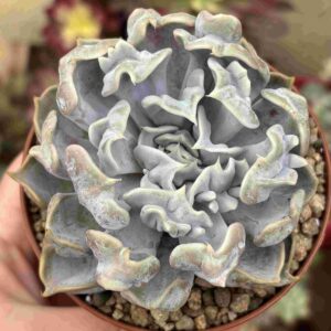 Echeveria Thriller Pearl (carunculada)