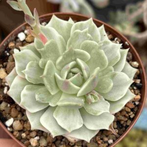 Echeveria Lola Monstruosa Variegada