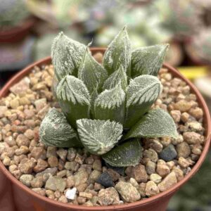 Haworthia White Fox