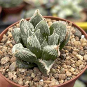 Haworthia White Fox