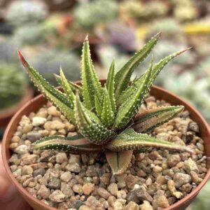 Haworthia Attenuata Variegada