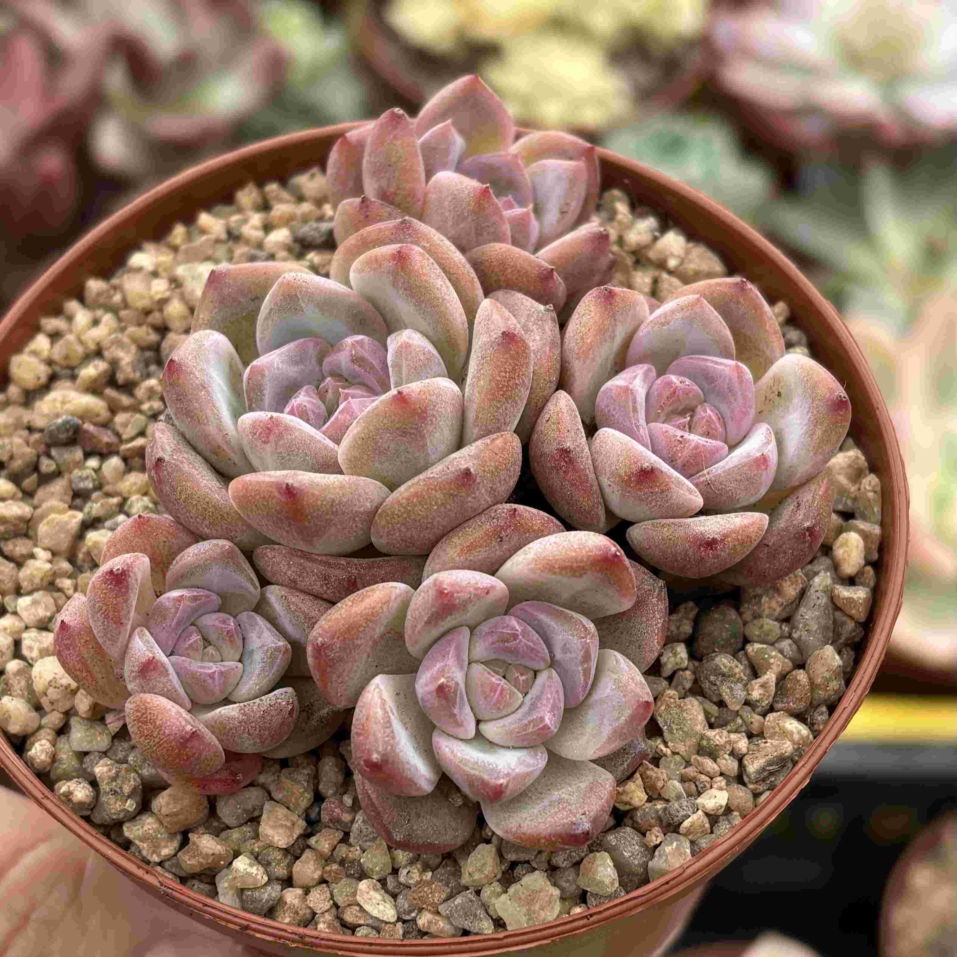 Colonia Echeveria Amber (Coreana)