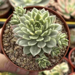 Sedeveria Markus Variegada