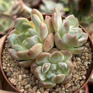 Colonia Echeveria Amber (Coreana)