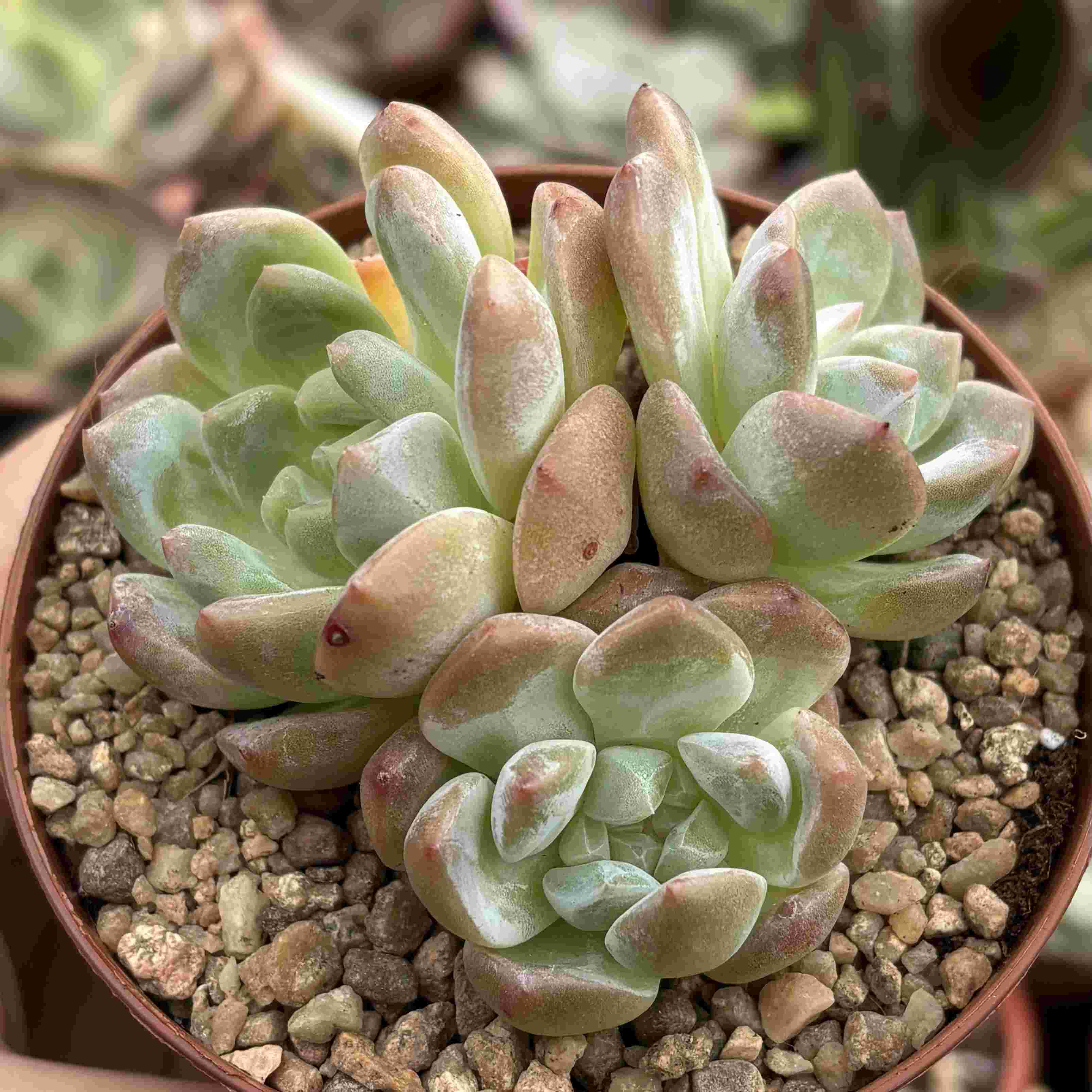 Colonia Echeveria Amber (Coreana)
