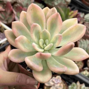 Graptoveria Opalina Variegado Yellow