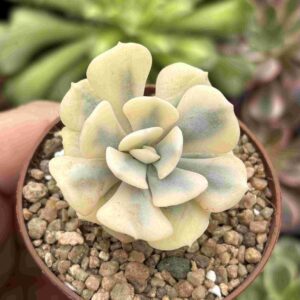 Echeveria Cubic Frost Variegada