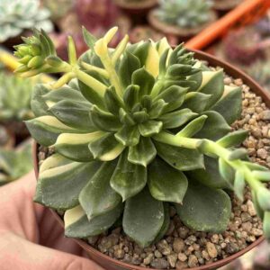 Echeveria Jade Point Variegada