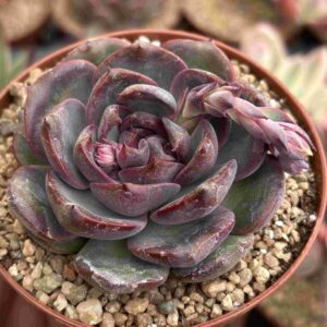 Echeveria Black You (Coreana)