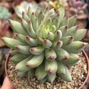 Pachyphytum Yeonji (Coreana)