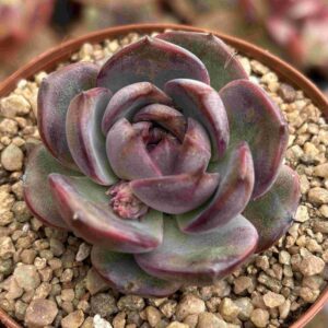 Echeveria Black You (Coreana)