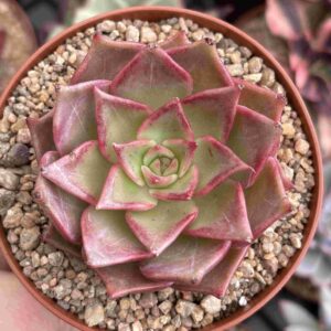 Echeveria Purple Star (Coreana)