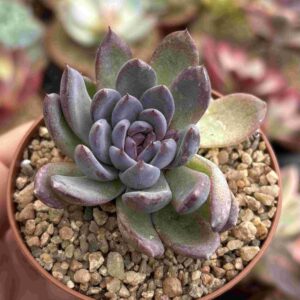 Echeveria Gemstone