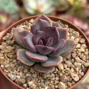 Echeveria Odette