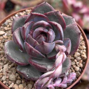 Echeveria Black You (Coreana)