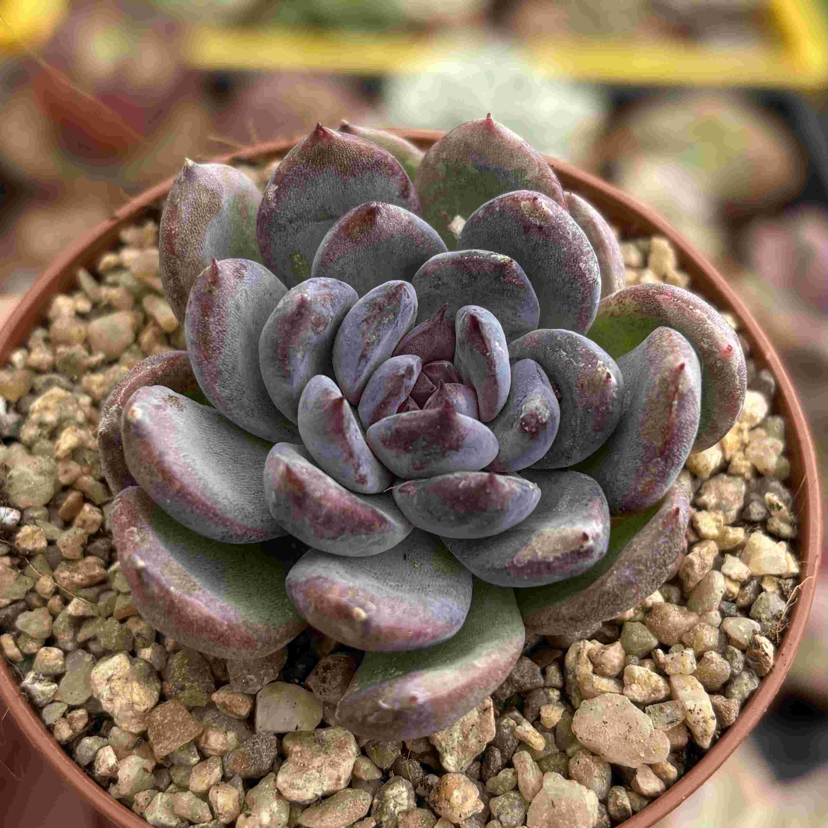 Echeveria Gemstone