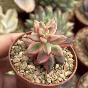 Sedeveria Black Beauty Variegada (Coreana)