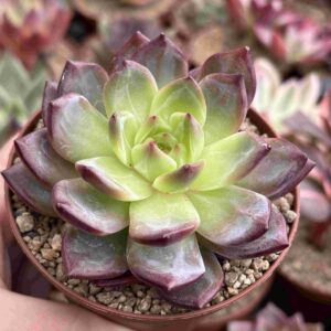Echeveria Dark Warrior (Coreana)