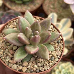 Echeveria Tivolli