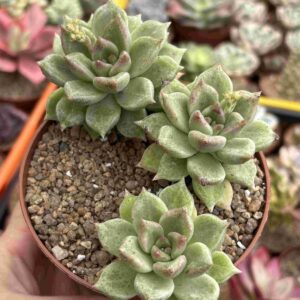 Colonia Graptoveria Melody