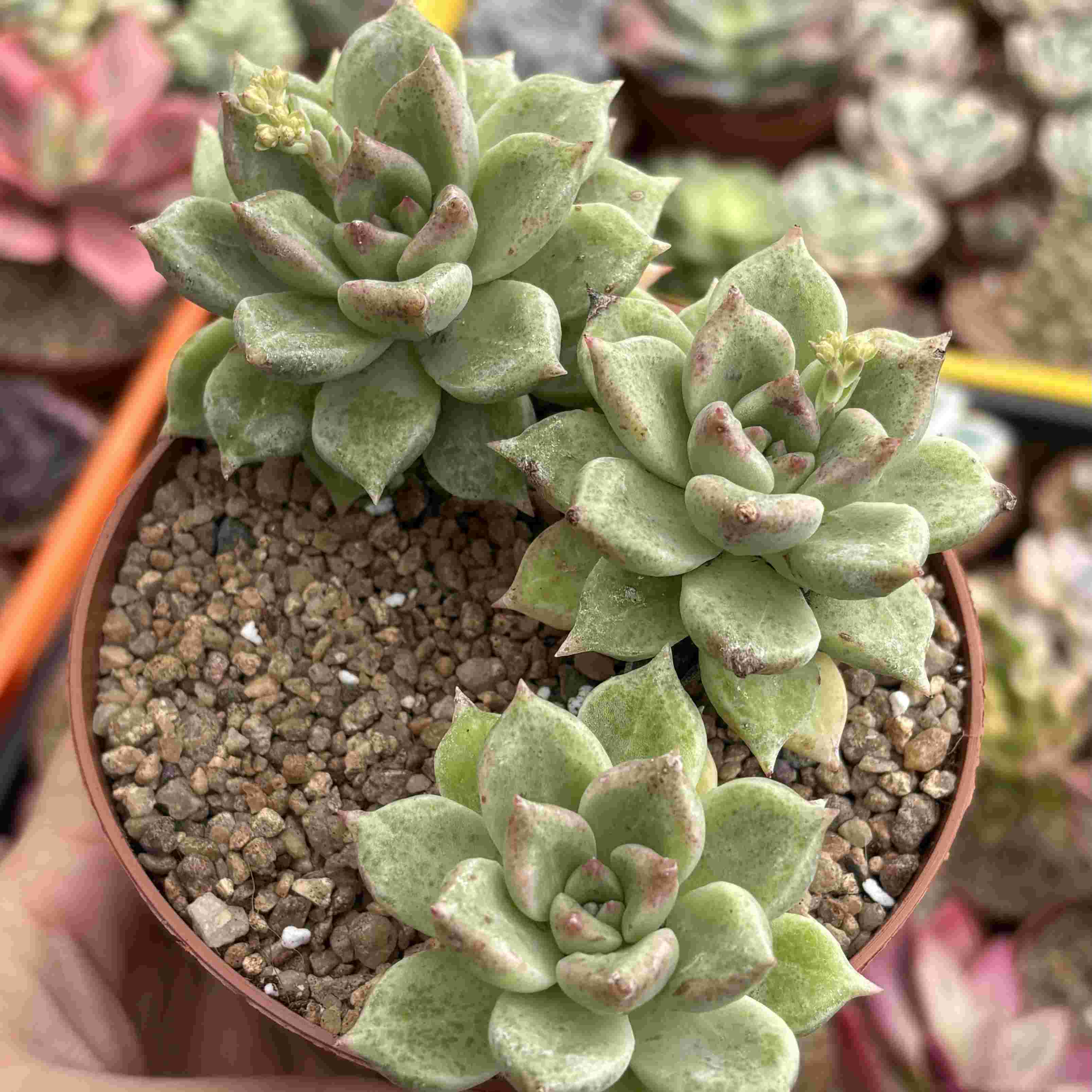 Colonia Graptoveria Melody