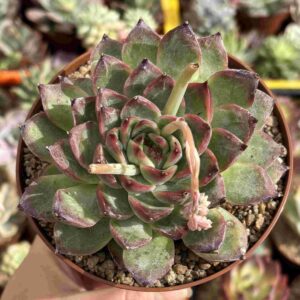 Echeveria Fire Pillar