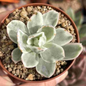Echeveria Berkeley Light Variegada