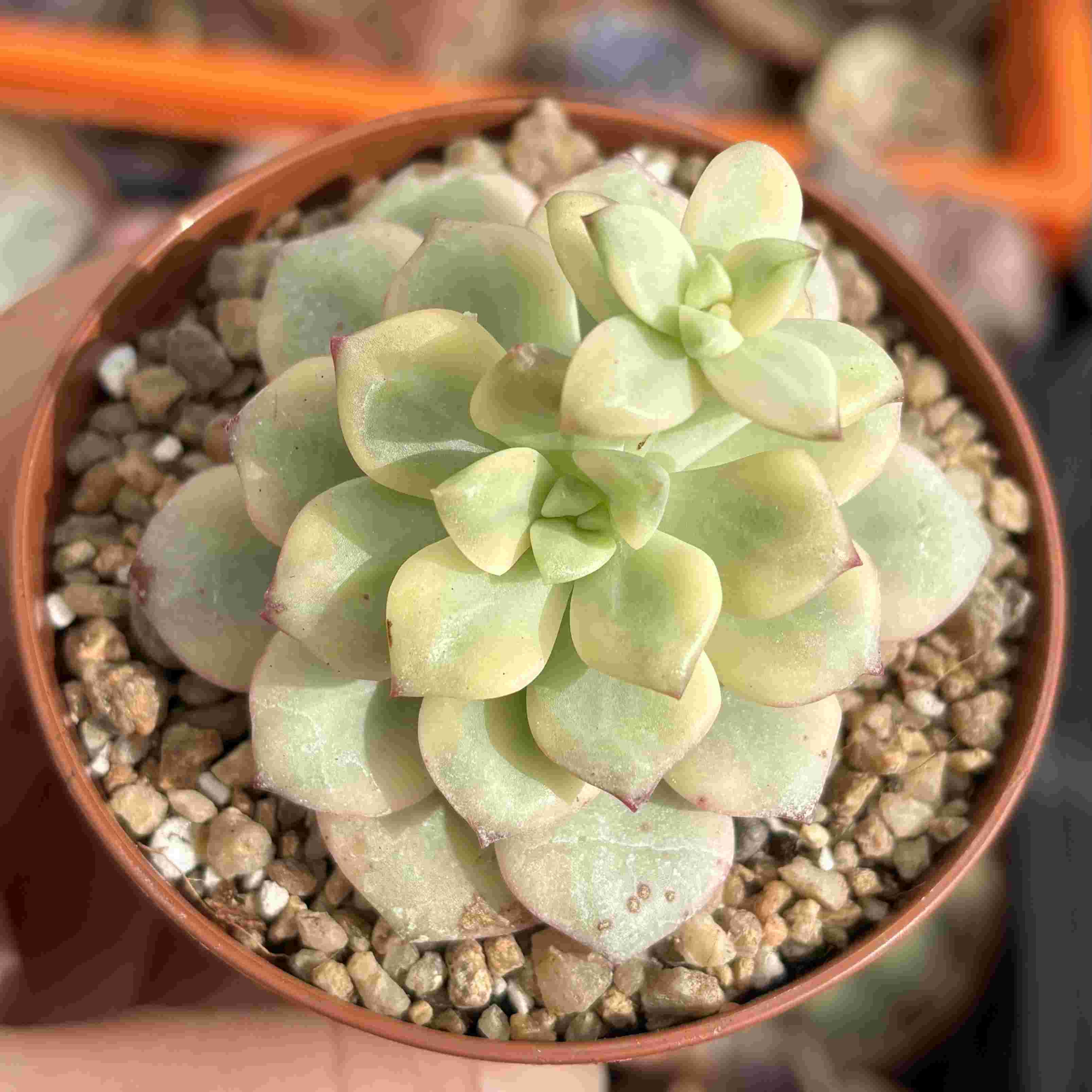 Echeveria Tango Variegada
