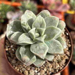 Graptoveria Lovely Rose Inversa (carunculada)
