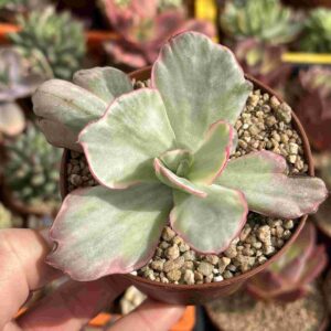 Echeveria Flying Cloud Variegada