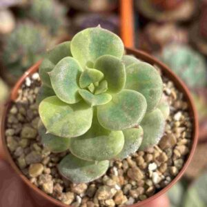 Echeveria Nicksana Variegada