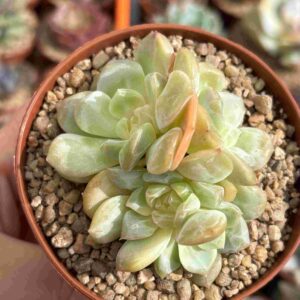 Colonia Echeveria Amber (Coreana)