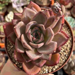 Echeveria Hong Ka (Coreana)