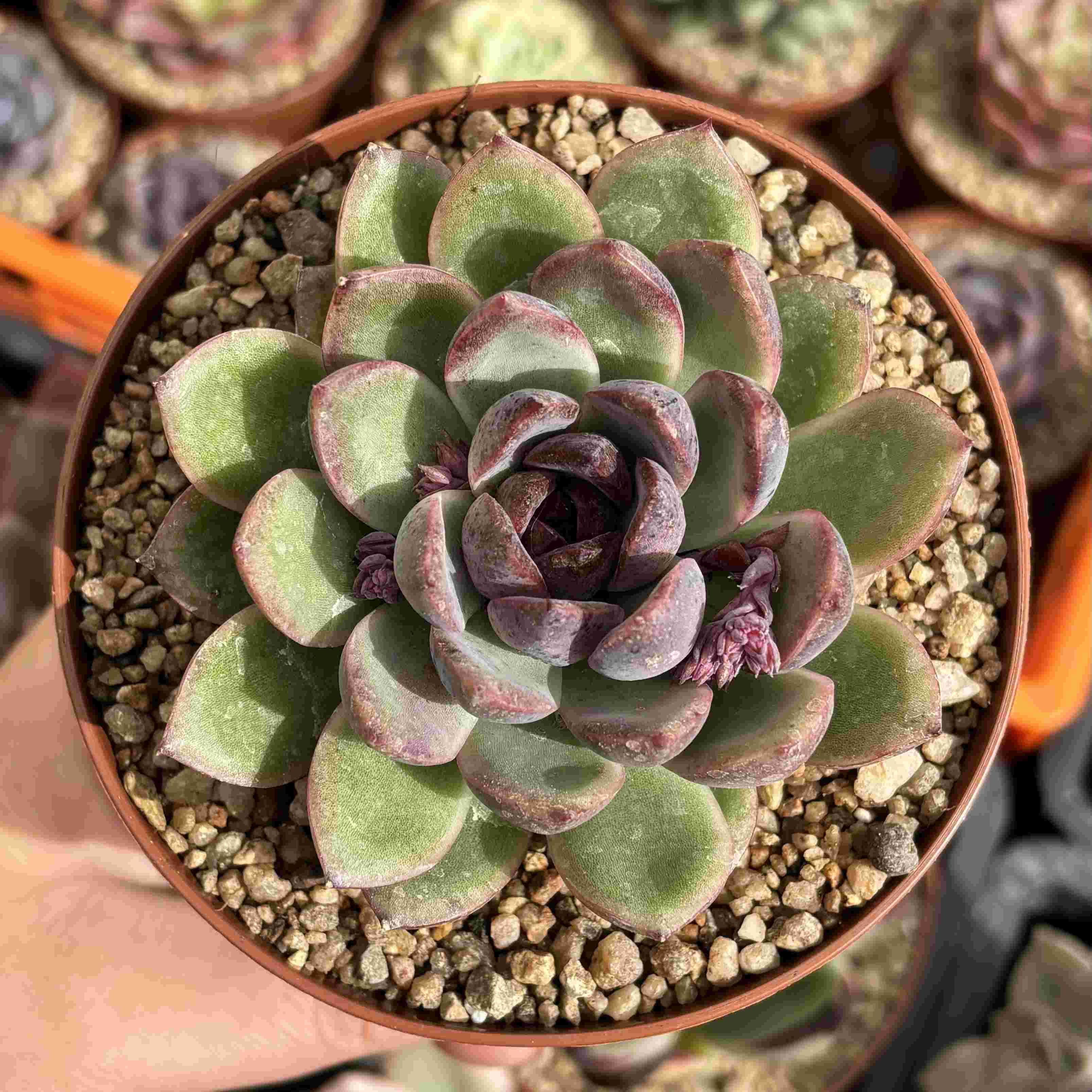 Echeveria Fog Bubbles