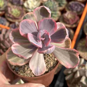 Echeveria Blue Rose Variegada