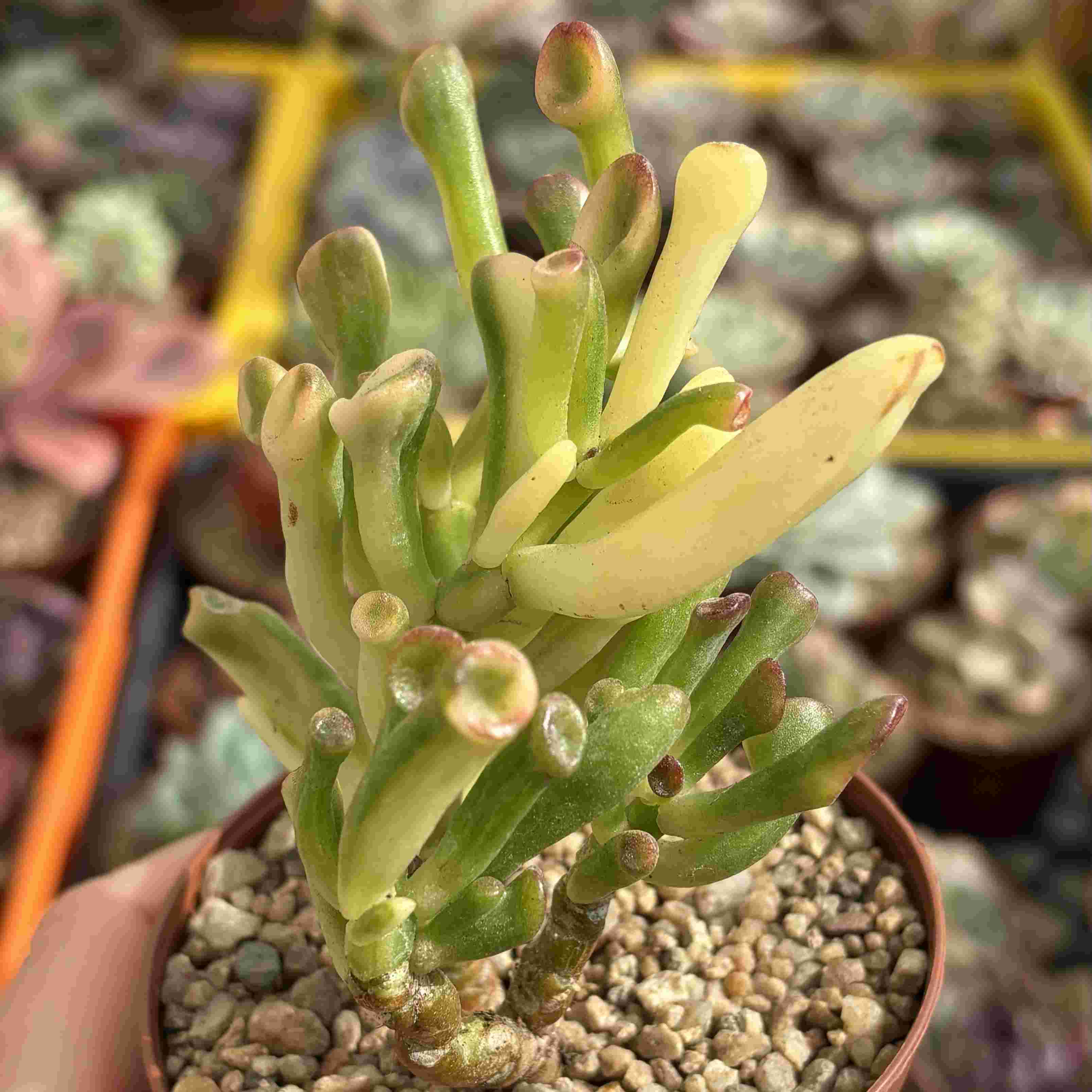 Crassula Ovata Gollum Variegado Yellow (Coreana)